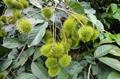Nephelium lappaceum